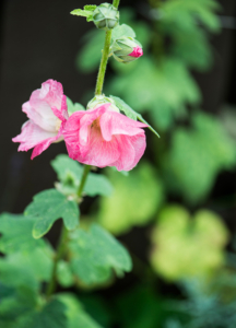 Rosa blommor